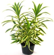 Nelesa Gardening Live Song Of India Plant Dracaena Reflexa Plant