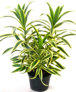 Nelesa Gardening Live Song Of India Plant Dracaena Reflexa Plant