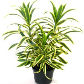 Nelesa Gardening Live Song Of India Plant Dracaena Reflexa Plant