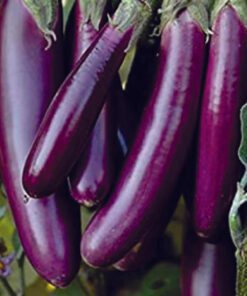 Nelesa Gardening Brinjal Purple Long Seeds – 50 Seeds Pack for Home Gardening, Organic Vegetable Seeds, Easy-to-Grow Eggplant Seeds, Long Purple Brinjal Seed for Indian Gardens