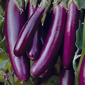 Nelesa Gardening Brinjal Purple Long Seeds – 50 Seeds Pack for Home Gardening, Organic Vegetable Seeds, Easy-to-Grow Eggplant Seeds, Long Purple Brinjal Seed for Indian Gardens