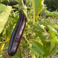 Nelesa Gardening Brinjal Purple Long Seeds – 50 Seeds Pack for Home Gardening, Organic Vegetable Seeds, Easy-to-Grow Eggplant Seeds, Long Purple Brinjal Seed for Indian Gardens - Image 4