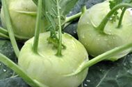 Nelesa Gardening Kohlrabi Knol Khol Vegetable Seed - 50 Seeds Pack