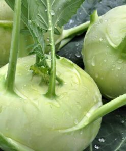 Nelesa Gardening Kohlrabi Knol Khol Vegetable Seed - 50 Seeds Pack