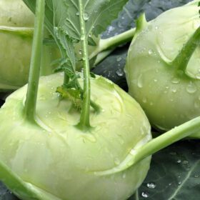 Nelesa Gardening Kohlrabi Knol Khol Vegetable Seed - 50 Seeds Pack