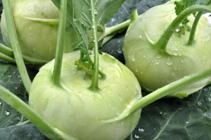 Nelesa Gardening Kohlrabi Knol Khol Vegetable Seed - 50 Seeds Pack