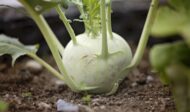 Nelesa Gardening Kohlrabi Knol Khol Vegetable Seed - 50 Seeds Pack - Image 2