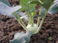 Nelesa Gardening Kohlrabi Knol Khol Vegetable Seed - 50 Seeds Pack - Image 3
