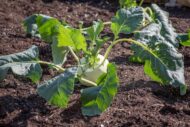 Nelesa Gardening Kohlrabi Knol Khol Vegetable Seed - 50 Seeds Pack - Image 4