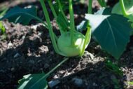 Nelesa Gardening Kohlrabi Knol Khol Vegetable Seed - 50 Seeds Pack - Image 5