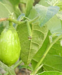 Nelesa Gardening Brinjal Big Green Eggplant Organic Vegetable Seeds - 50 Seeds Pack for Home Gardening, High Yielding Easy to Grow Eggplant Seed for Indian Gardens, Vegetable Seed for Home Gardeners