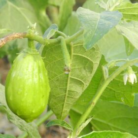 Nelesa Gardening Brinjal Big Green Eggplant Organic Vegetable Seeds - 50 Seeds Pack for Home Gardening, High Yielding Easy to Grow Eggplant Seed for Indian Gardens, Vegetable Seed for Home Gardeners