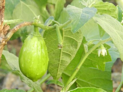Nelesa Gardening Brinjal Big Green Eggplant Organic Vegetable Seeds - 50 Seeds Pack for Home Gardening, High Yielding Easy to Grow Eggplant Seed for Indian Gardens, Vegetable Seed for Home Gardeners