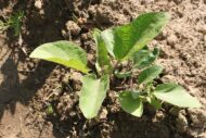 Nelesa Gardening Brinjal Big Green Eggplant Organic Vegetable Seeds - 50 Seeds Pack for Home Gardening, High Yielding Easy to Grow Eggplant Seed for Indian Gardens, Vegetable Seed for Home Gardeners - Image 3