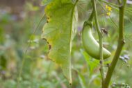 Nelesa Gardening Brinjal Big Green Eggplant Organic Vegetable Seeds - 50 Seeds Pack for Home Gardening, High Yielding Easy to Grow Eggplant Seed for Indian Gardens, Vegetable Seed for Home Gardeners - Image 6