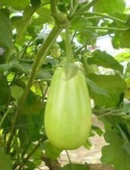 Nelesa Gardening Brinjal Big Green Eggplant Organic Vegetable Seeds - 50 Seeds Pack for Home Gardening, High Yielding Easy to Grow Eggplant Seed for Indian Gardens, Vegetable Seed for Home Gardeners - Image 9