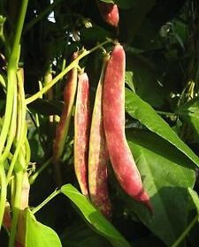 Nelesa Gardening Red Kidney Bean 10 Vegetable Seeds for Home Garden