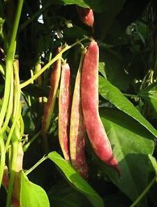 Nelesa Gardening Red Kidney Bean 10 Vegetable Seeds for Home Garden
