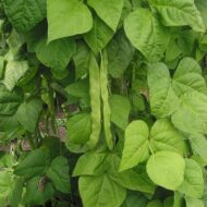 Nelesa Gardening Red Kidney Bean 10 Vegetable Seeds for Home Garden - Image 3