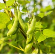 Nelesa Gardening Red Kidney Bean 10 Vegetable Seeds for Home Garden - Image 5