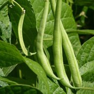 Nelesa Gardening Red Kidney Bean 10 Vegetable Seeds for Home Garden - Image 6