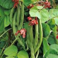 Nelesa Gardening Red Kidney Bean 10 Vegetable Seeds for Home Garden - Image 8