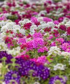 Nelesa Gardening Verbena Mixed Color Flower Seeds – 50 Premium Seeds for Vibrant Blooms | All-Season, Easy-to-Grow Flower Seeds for Home Gardens, Patios & Balconies