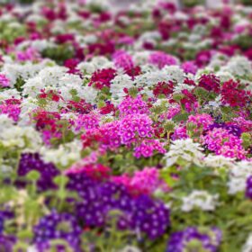Nelesa Gardening Verbena Mixed Color Flower Seeds – 50 Premium Seeds for Vibrant Blooms | All-Season, Easy-to-Grow Flower Seeds for Home Gardens, Patios & Balconies