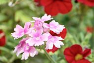 Nelesa Gardening Verbena Mixed Color Flower Seeds – 50 Premium Seeds for Vibrant Blooms | All-Season, Easy-to-Grow Flower Seeds for Home Gardens, Patios & Balconies - Image 2