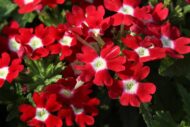 Nelesa Gardening Verbena Mixed Color Flower Seeds – 50 Premium Seeds for Vibrant Blooms | All-Season, Easy-to-Grow Flower Seeds for Home Gardens, Patios & Balconies - Image 3