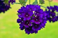 Nelesa Gardening Verbena Mixed Color Flower Seeds – 50 Premium Seeds for Vibrant Blooms | All-Season, Easy-to-Grow Flower Seeds for Home Gardens, Patios & Balconies - Image 4