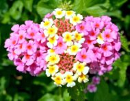 Nelesa Gardening Verbena Mixed Color Flower Seeds – 50 Premium Seeds for Vibrant Blooms | All-Season, Easy-to-Grow Flower Seeds for Home Gardens, Patios & Balconies - Image 5