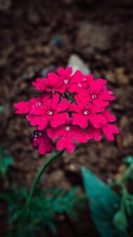 Nelesa Gardening Verbena Mixed Color Flower Seeds – 50 Premium Seeds for Vibrant Blooms | All-Season, Easy-to-Grow Flower Seeds for Home Gardens, Patios & Balconies - Image 7