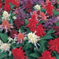 Nelesa Gardening Salvia Scarlet Sage Multicolour Salvia officinalis Flower Seed - 50 Seeds Pack - Image 4