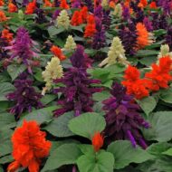Nelesa Gardening Salvia Scarlet Sage Multicolour Salvia officinalis Flower Seed - 50 Seeds Pack - Image 7
