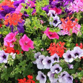 Nelesa Gardening Petunia grandiflora Mixed Colour Hybrid Flower Seed - Pack of 50 Seeds