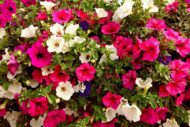 Nelesa Gardening Petunia grandiflora Mixed Colour Hybrid Flower Seed - Pack of 50 Seeds - Image 6