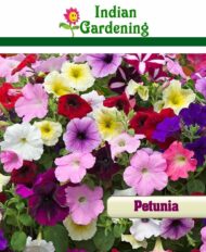 Nelesa Gardening Petunia grandiflora Mixed Colour Hybrid Flower Seed - Pack of 50 Seeds - Image 7