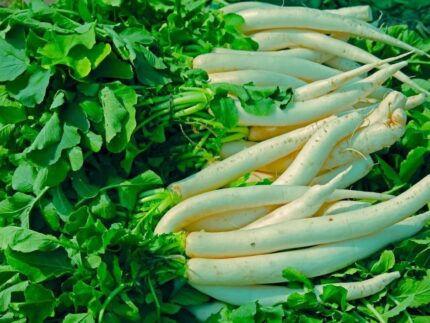 Nelesa Gardening Mooli Long White Radish Seeds – 50 Seeds for Home Gardening | Fast Growing, All Season, High Yield Vegetable Seeds for Fresh, Crisp Radishes