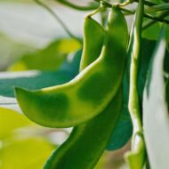 Creative Farmer Flat Lima Bean Green Sem Seeds 20 Seeds - Image 4