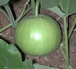 Indian Gardening Nelesa Gardening Round Bottle Gourd (Lauki/Lau/Clabash) Seeds 25 Seeds