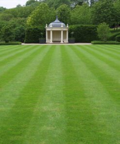 Nelesa Gardening Lawn Grass 1 Kg Seeds