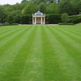 Nelesa Gardening Lawn Grass 1 Kg Seeds