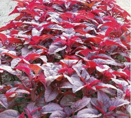 Nelesa Gardening Red Spinach Amaranthus Lal Saag Vegetable Seed - 100 Seeds Pack