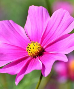 Nelesa Gardening Cosmos Flower Hybrid Mix Colour Seed - 40 Seeds Pack