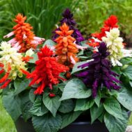 Nelesa Gardening Salvia Scarlet Sage Multicolour Salvia officinalis Flower Seed - 50 Seeds Pack - Image 2