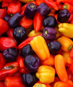 Nelesa Gardening Capcicum Bell Pepper Shimala Mirch Mix Colour Seeds 20 Seeds