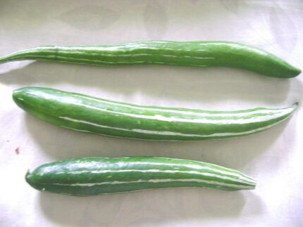 Nelesa Gardening Snake Gourd Seeds – Pack of 25 Seeds for Home Gardening | Organic & Easy to Grow Indian Vegetable Seeds | Perfect for Kitchen Gardens & Backyard Farming