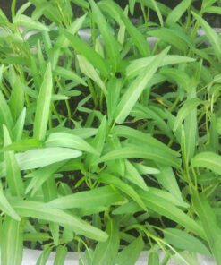 Nelesa Gardening Water Spinach Seeds (Kangkong) – 100 Non-GMO High Germination Seeds | Fast-Growing Leafy Vegetable for Kitchen Garden, Balcony, Hydroponic & Soil Cultivation