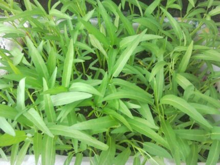 Nelesa Gardening Water Spinach Seeds (Kangkong) – 100 Non-GMO High Germination Seeds | Fast-Growing Leafy Vegetable for Kitchen Garden, Balcony, Hydroponic & Soil Cultivation